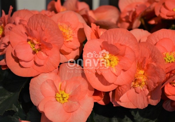 Begonia Sunny Side Up kolekcija Sunny Pink