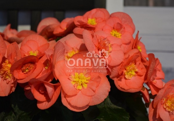 Begonia Sunny Side Up kolekcija Sunny Pink