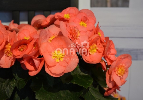 Begonia Sunny Side Up kolekcija Sunny Pink