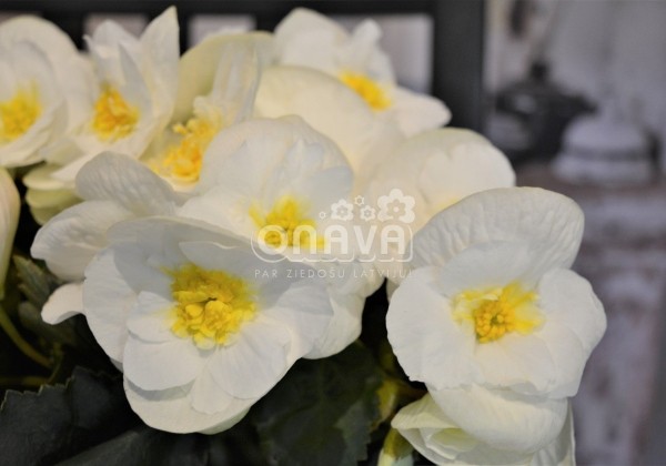 Begonia Sunny Side Up kolekcija Sunny White