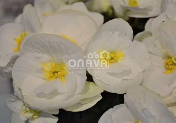 Begonia Sunny Side Up kolekcija Sunny White