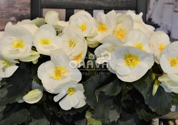 Begonia Sunny Side Up kolekcija Sunny White