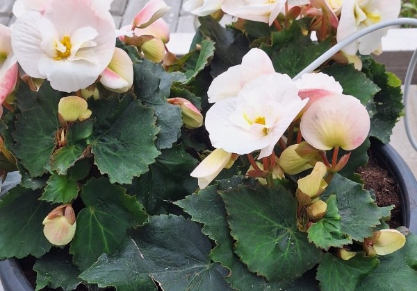 Begonia Sunny Side Up kolekcija Sunny White