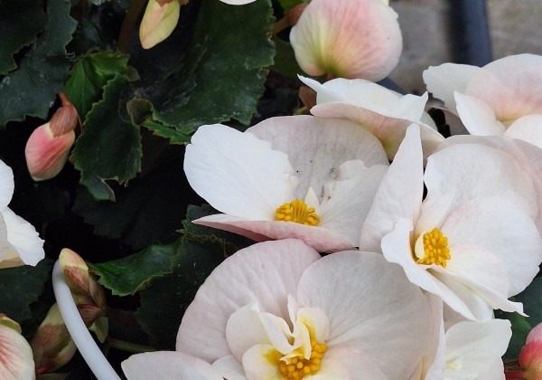 Begonia Sunny Side Up kolekcija Sunny White