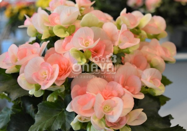 Begonia Rilonas kolekcija Romance