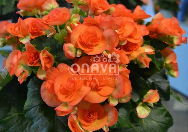 Begonia Rilonas kolekcija Reina XL