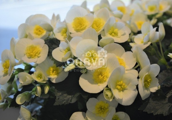 Begonia Valentino kolekcija Valentino White