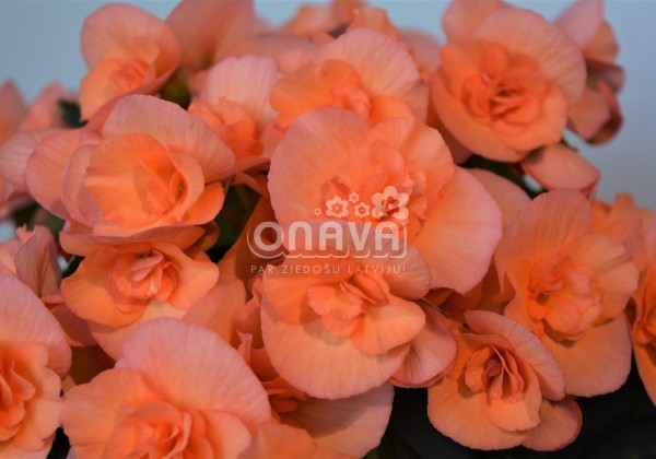 Begonia Hailey Peach