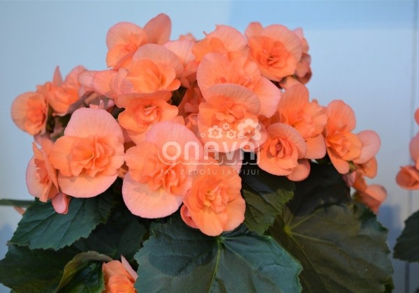 Begonia Hailey Peach