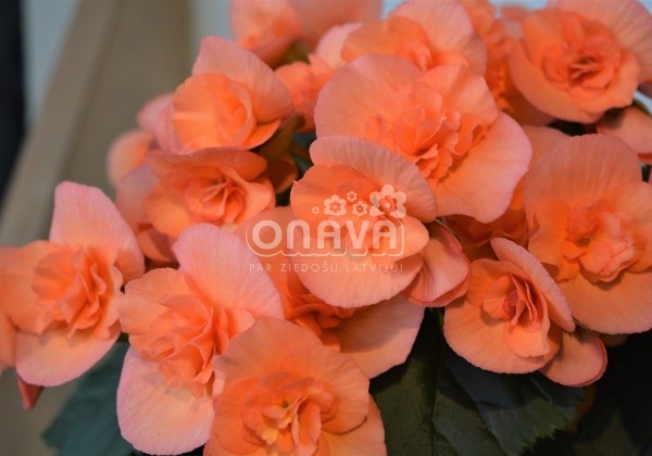 Begonia Hailey Peach