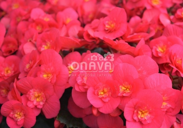 Begonia Belove kolekcija Belove Cherry