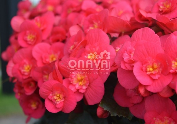Begonia Belove kolekcija Belove Cherry