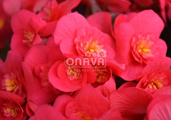 Begonia Belove kolekcija Belove Cherry