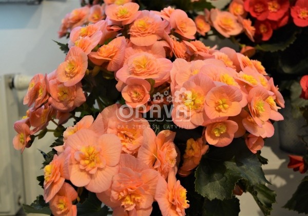 Begonia Belove kolekcija Belove Peach