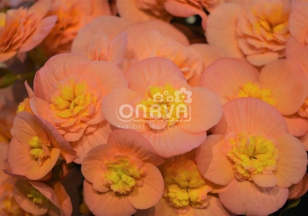 Begonia Belove kolekcija Belove Peach