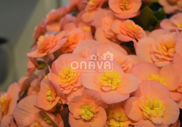 Begonia Belove kolekcija Belove Peach