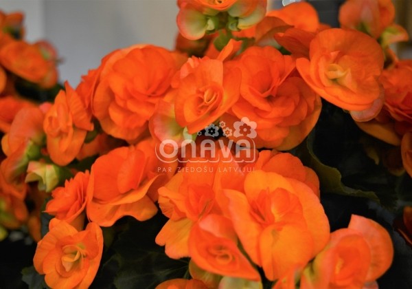 Begonia Rilonas kolekcija Reina Amber