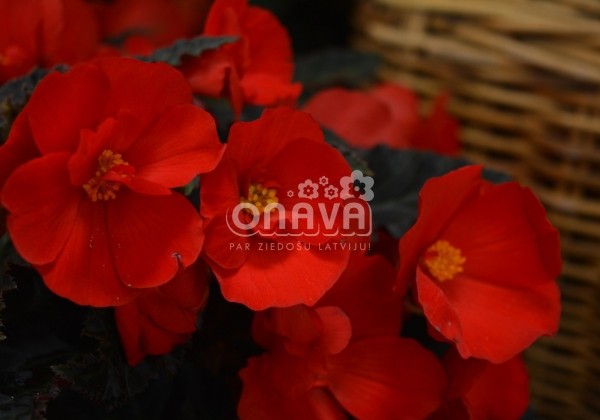 Begonia Florencio kolekcija Florencio Red