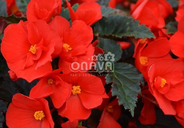 Begonia Florencio kolekcija Florencio Red