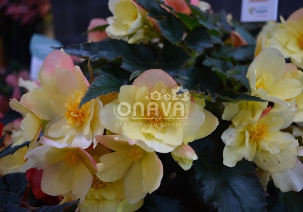 Begonia Florencio kolekcija Florencio Yellow