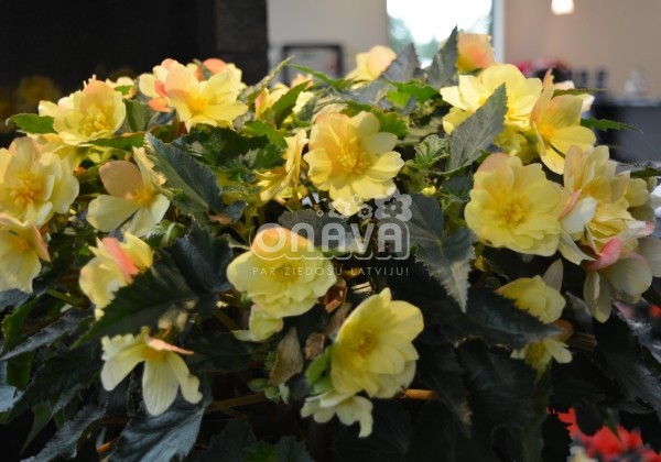 Begonia Florencio kolekcija Florencio Yellow