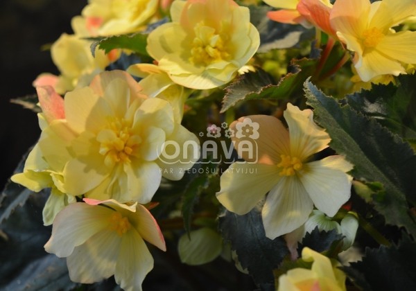 Begonia Florencio kolekcija Florencio Yellow