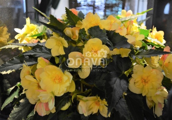 Begonia Florencio kolekcija Florencio Yellow