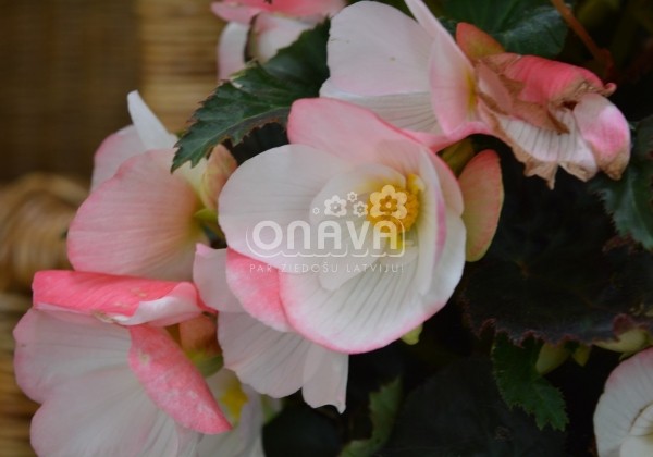 Begonia Florencio kolekcija Florencio White