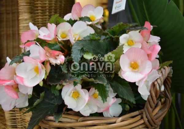 Begonia Florencio kolekcija Florencio White