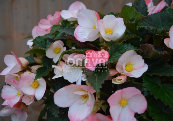 Begonia Florencio kolekcija Florencio White