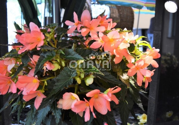 Begonia Florencio kolekcija Florencio Pink