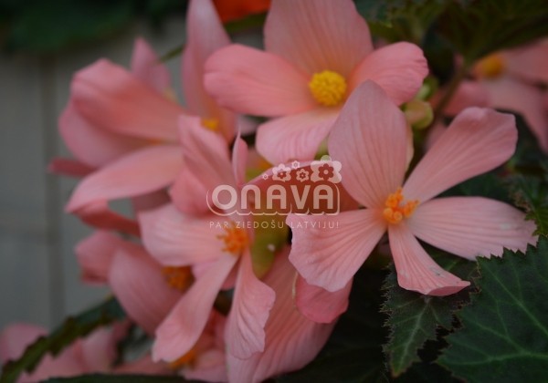 Begonia Florencio kolekcija Florencio Pink