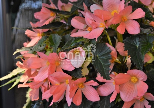 Begonia Florencio kolekcija Florencio Pink