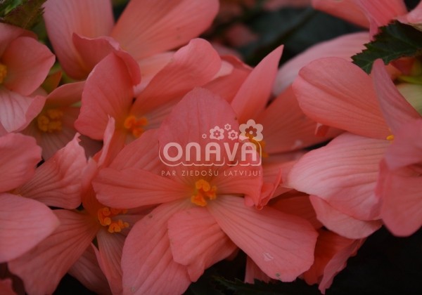 Begonia Florencio kolekcija Florencio Pink