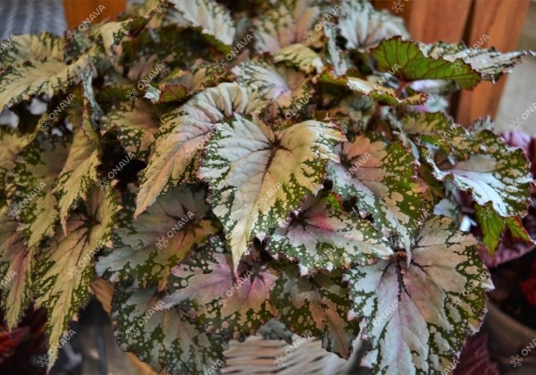 Begonia Beleaf kolekcija Asian Tundra