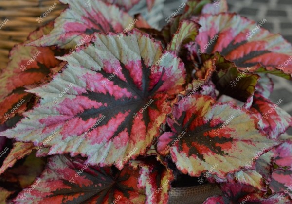 Begonia Beleaf kolekcija Evening Glow