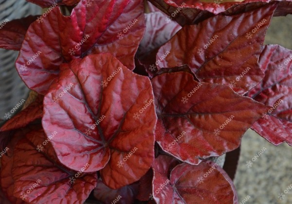 Begonia Beleaf kolekcija Inca Flame