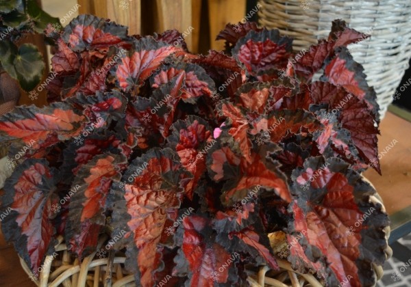 Begonia Beleaf kolekcija Inca Night