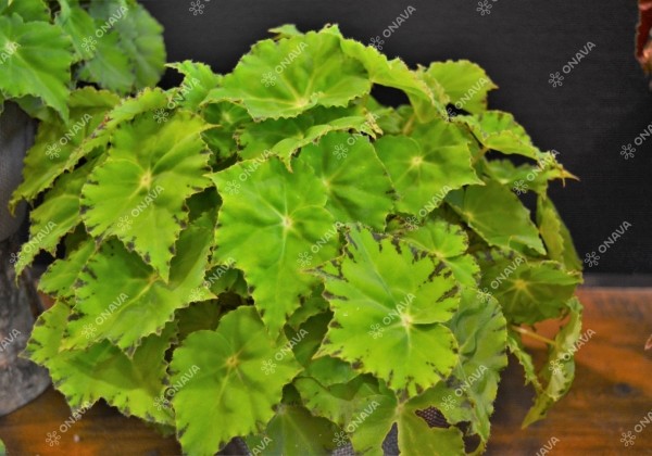Begonia Beleaf kolekcija Lima Love