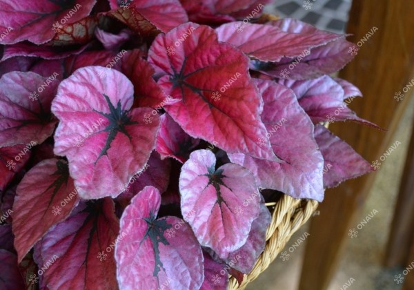 Begonia Beleaf kolekcija Indian Summer