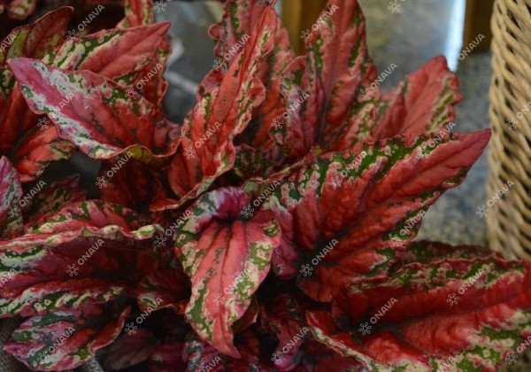 Begonia Beleaf kolekcija Maui Sunset