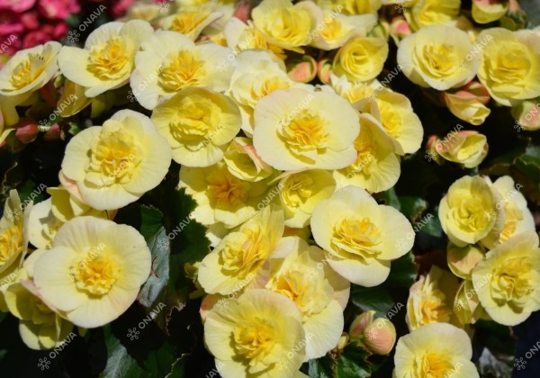 Begonia Belove kolekcija Belove Yellow