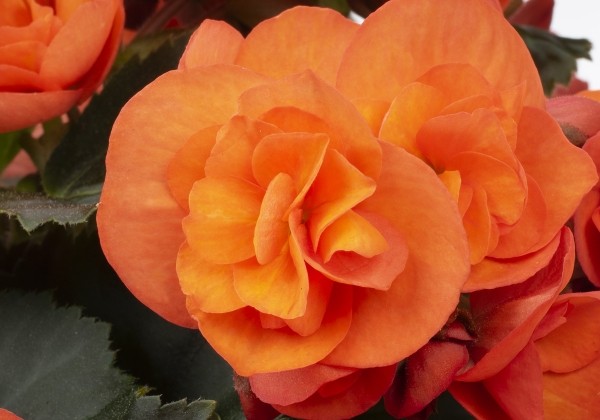 Begonia Sweeties kolekcija Sweeties Orange