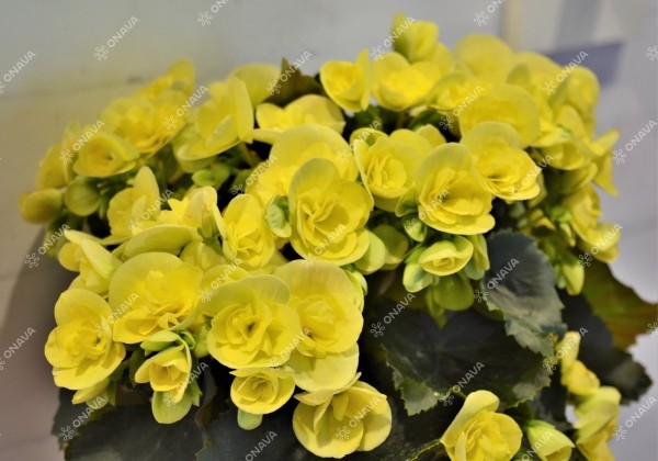 Begonia Sweeties kolekcija Sweeties Yellow