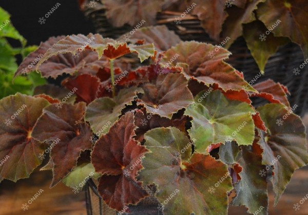 Begonia Beleaf kolekcija Amber Love