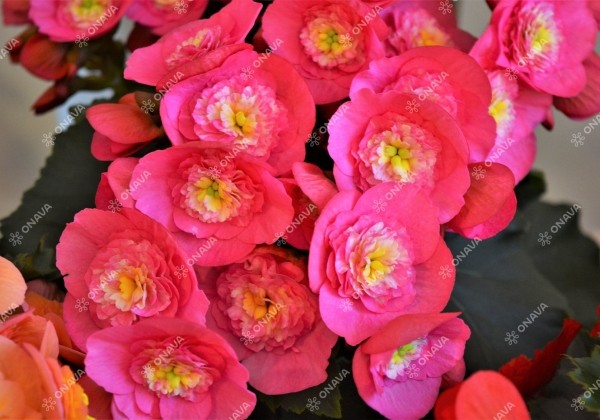 Begonia Belove kolekcija Belove Rose
