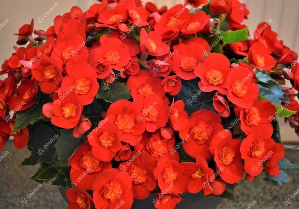 Begonia Belove kolekcija Belove Red