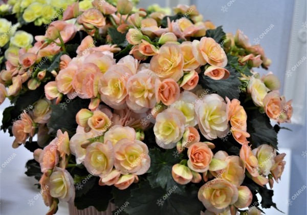 Begonia Hailey Sunset