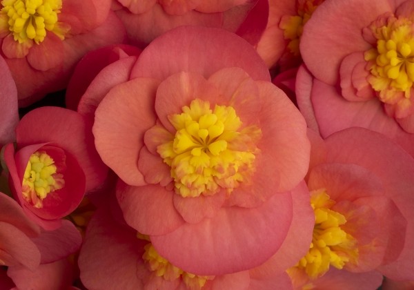 Begonia Belove kolekcija A24-03