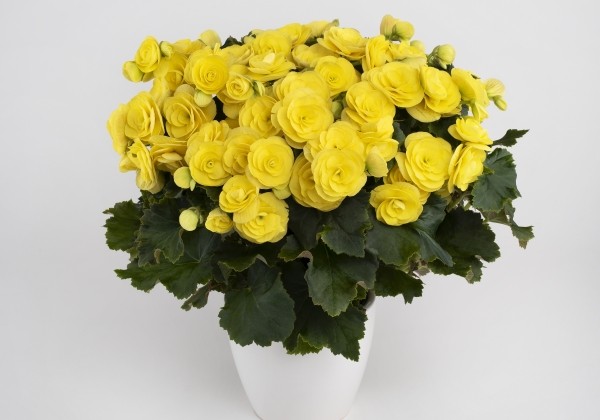 Begonia Hailey Yellow